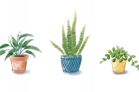 Plöntuskipti föstudaginn 12. ágúst